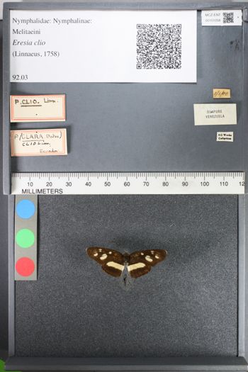 Media type: image;   Entomology 101058